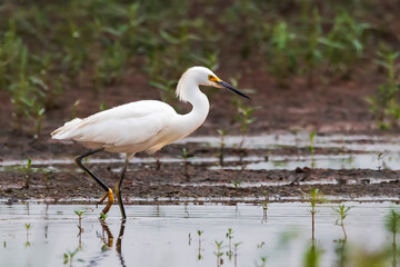 Naklejka premium Snowy Egret Wading in Wetland Area