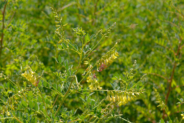 Santa Barbara Milchvetch,  Astragalus trichopodus