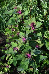 Gartenmelde,  Atriplex hortensis