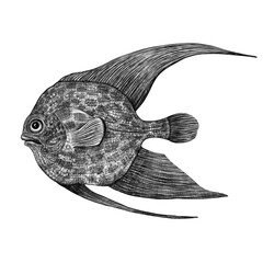 Antique style illustration of imaginary tropical fish