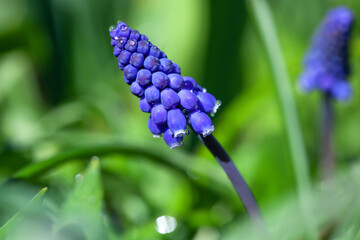Muscari armenica blooms in the garden in early spring.