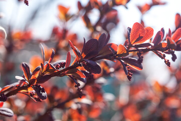 Barberry shrub with red flowers close-up in the garden in summer.