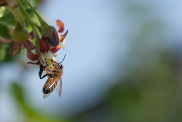 A bee on a yoshta bush flower in early spring.
