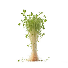 Fresh Alfalfa Sprouts Isolated on Transparent Background
