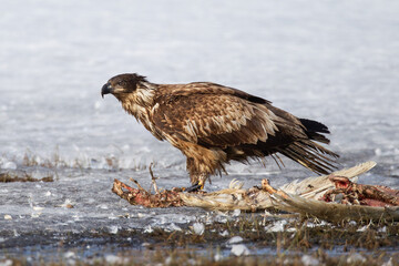 young Bald Eagle Haliaeetus leucocephalus eating dead Trumpeter Swan at Marsh Lake, Yukon, Canada