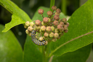 Caterpillar
