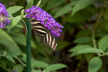 Zebra Longwing on flowers and leaves