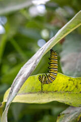Caterpillar