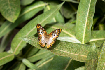 Julia Butterfly on flowers and leaves