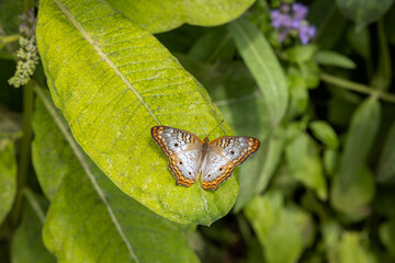 Julia Butterfly on flowers and leaves