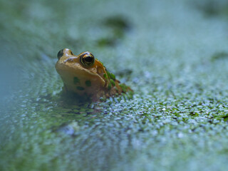 frog in a garden pond