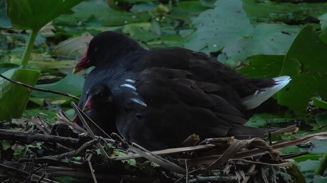 Common Moorhen (Gallinula chloropus) on its Nest with Young