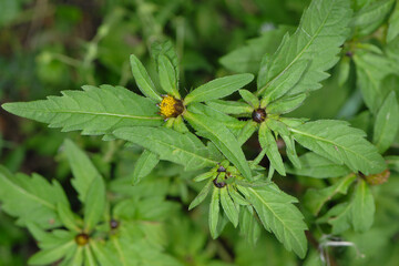 Dreiteilige Zweizahn,  Bidens tripartita