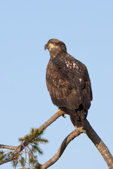 young Bald Eagle Haliaeetus leucocephalus sitting in treetop on Vancouver Island, British Columbia, Canada