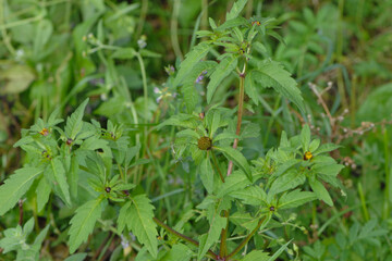 Dreiteilige Zweizahn,  Bidens tripartita