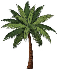 Fototapeta premium palm tree isolated on white
