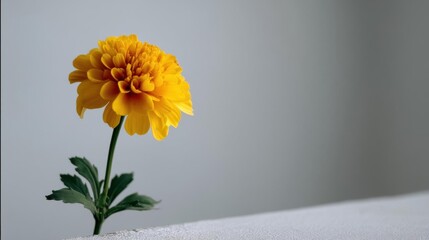 Close-up of a single yellow flower with a long stem and green leaves. the flower is in full bloom and its petals are a bright, vibrant yellow color.