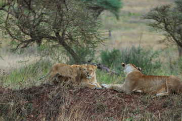Resting lions photographed on an African Safari