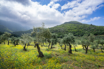 Fototapete bei efototapeten.de bestellen   