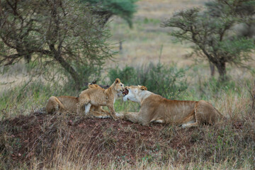 Resting lions photographed on an African Safari