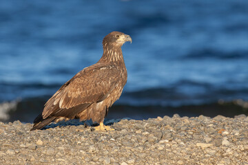 young Bald Eagle Haliaeetus leucocephalus on shore in Teslin, Yukon, Canada