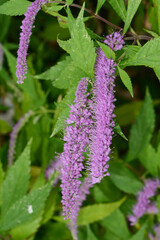 Elsholtzie, Chinesischer Gewürzstrauch, Elsholtzia stauntonii