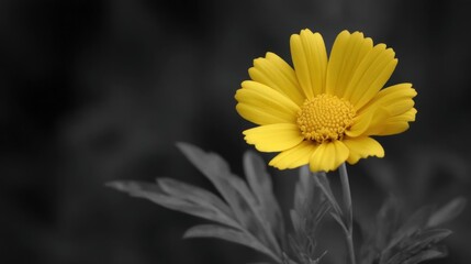Close-up of a single yellow flower with a yellow center. the flower is in full bloom and is surrounded by dark green leaves. the background is blurred, making the flower the focal point of the image.