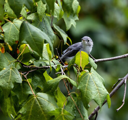 A Blue-gray Gnatcatcher perches among the foliage of a Chalk Maple.