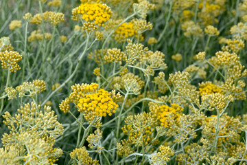 Obraz premium Currykraut, Italienische Strohblume, Helichrysum italicum