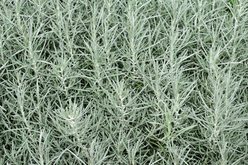 Currykraut, Italienische Strohblume, Helichrysum italicum