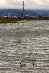 Brent Goose (Branta bernicla) on Bull Island, Ireland – coastal tidal estuaries
