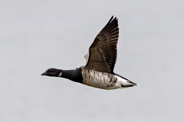 Brent Goose (Branta bernicla) on Bull Island, Ireland – coastal tidal estuaries