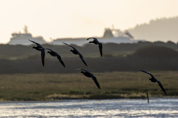 Brent Goose (Branta bernicla) on Bull Island, Ireland – coastal tidal estuaries