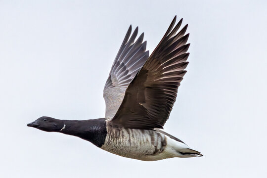Brent Goose (Branta bernicla) on Bull Island, Ireland &ndash; coastal tidal estuaries