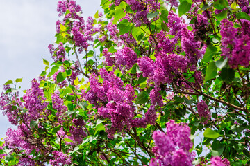 Vibrant lilac blossoms blooming under spring sky