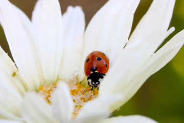 Ladybug Daisy 02