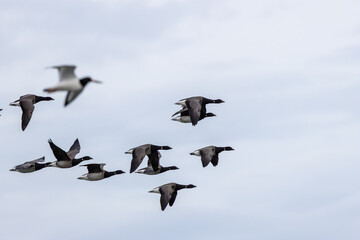 Brent Goose (Branta bernicla) on Bull Island, Ireland – coastal tidal estuaries