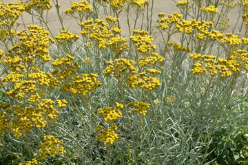 Currykraut, Italienische Strohblume, Helichrysum italicum
