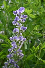Indigolupine, Baptisia australis, Starlite Prärieblues
