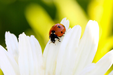Ladybug Daisy Petal 03