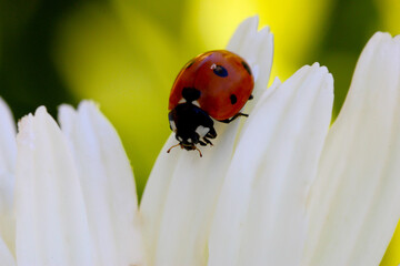 Ladybug Daisy Petal 04