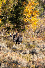 Bull moose surrounded by autumn colors in Grand Teton National park