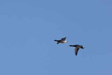 Brent Goose (Branta bernicla) on Bull Island, Ireland – coastal tidal estuaries