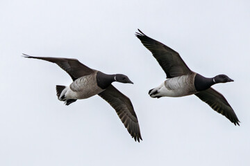 Brent Goose (Branta bernicla) on Bull Island, Ireland – coastal tidal estuaries