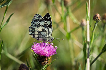 Schachbrettfalter (Melanargia galathea) auf der Blüte einer Rispen-Flockenblume (Centaurea stoebe)