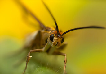 An insect photographed in its natural habitat. Natural background. High detail and sharpness.