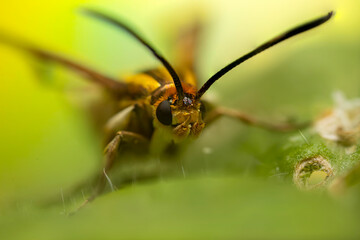 An insect photographed in its natural habitat. Natural background. High detail and sharpness.