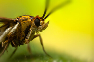 An insect photographed in its natural habitat. Natural background. High detail and sharpness.