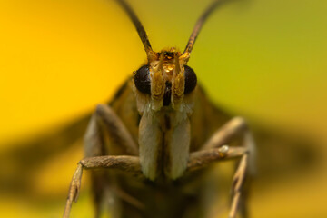 An insect photographed in its natural habitat. Natural background. High detail and sharpness.