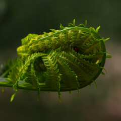 fern leaf in the forest